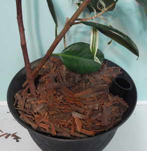 Add Cinnamon Bark (key Step)