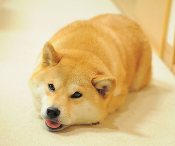 Understanding the Meme "Doge"