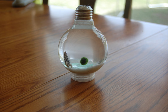 Upcycled Marimo Ball Light-bulb Aquarium