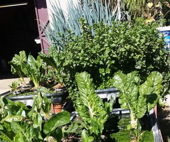 Solutions to Algae Problems in Hydroponic Systems