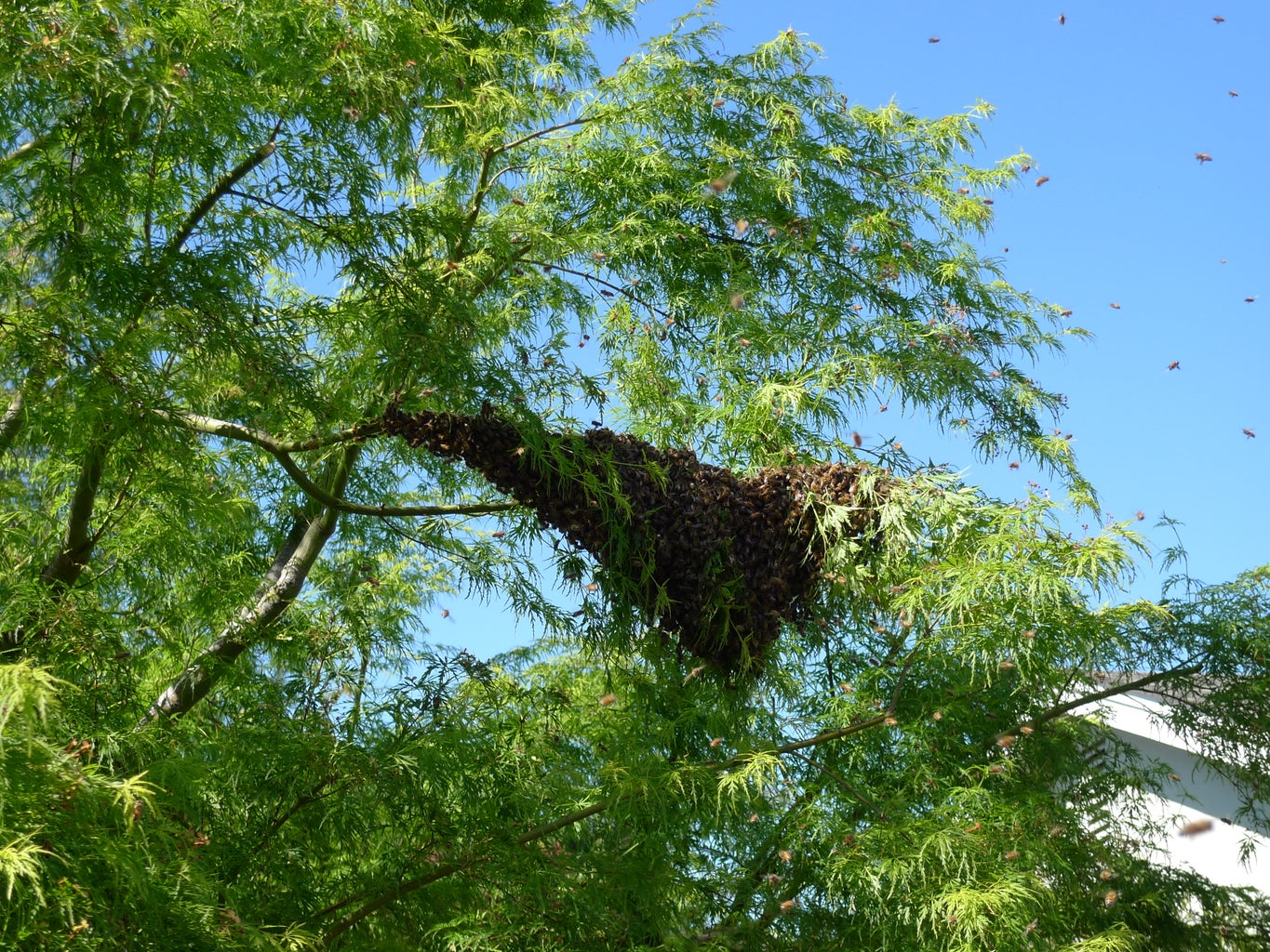 how to get rid of a swarm of bees