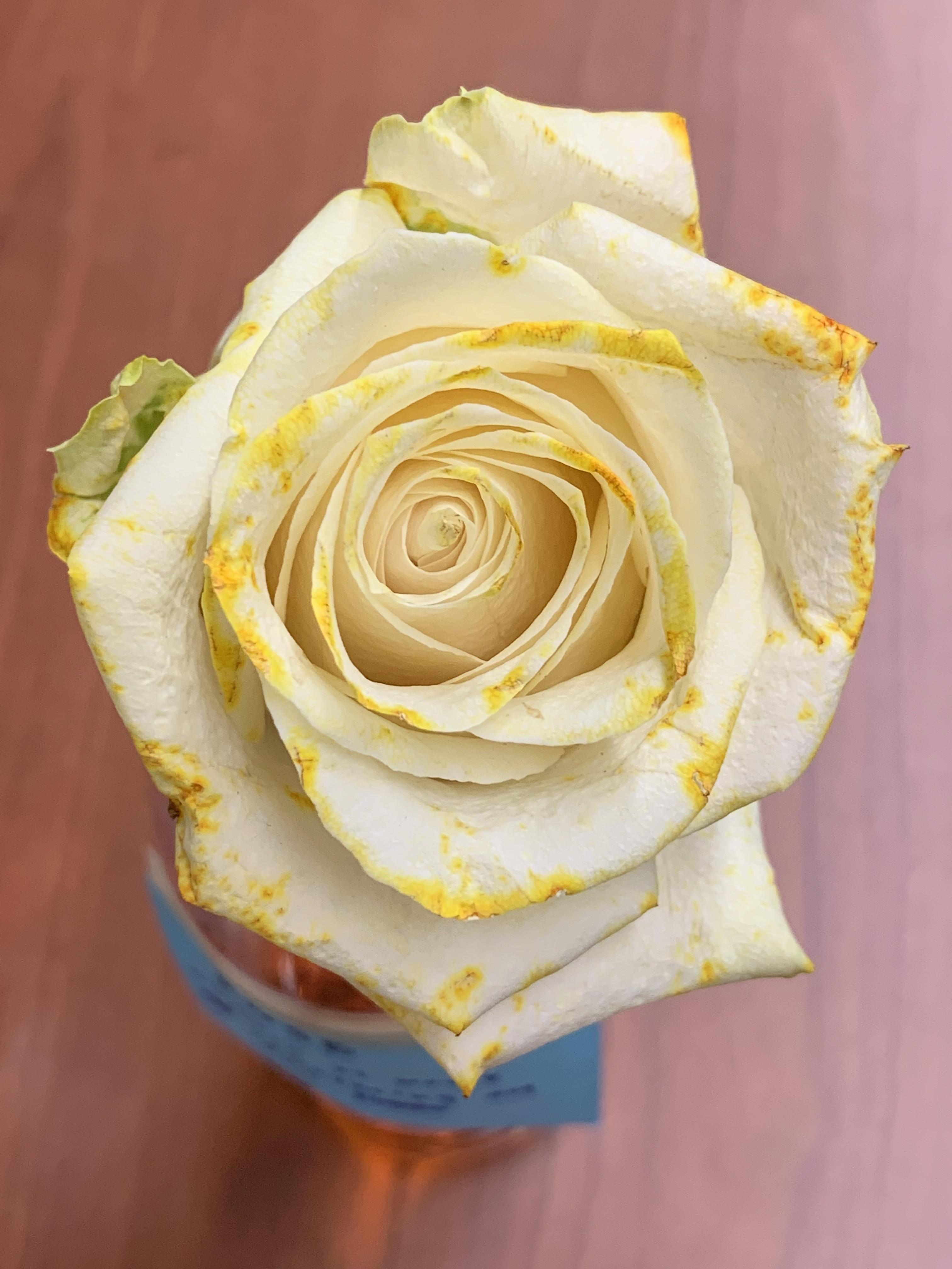 How to Dye Flowers Different Colours 3 Steps Instructables