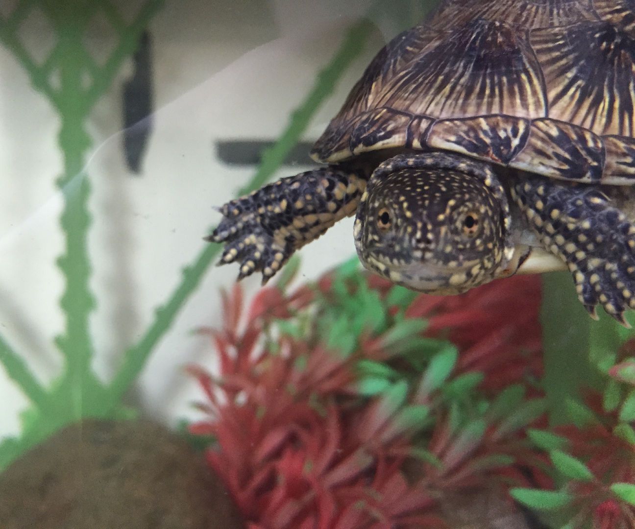 How to Keep Turtles