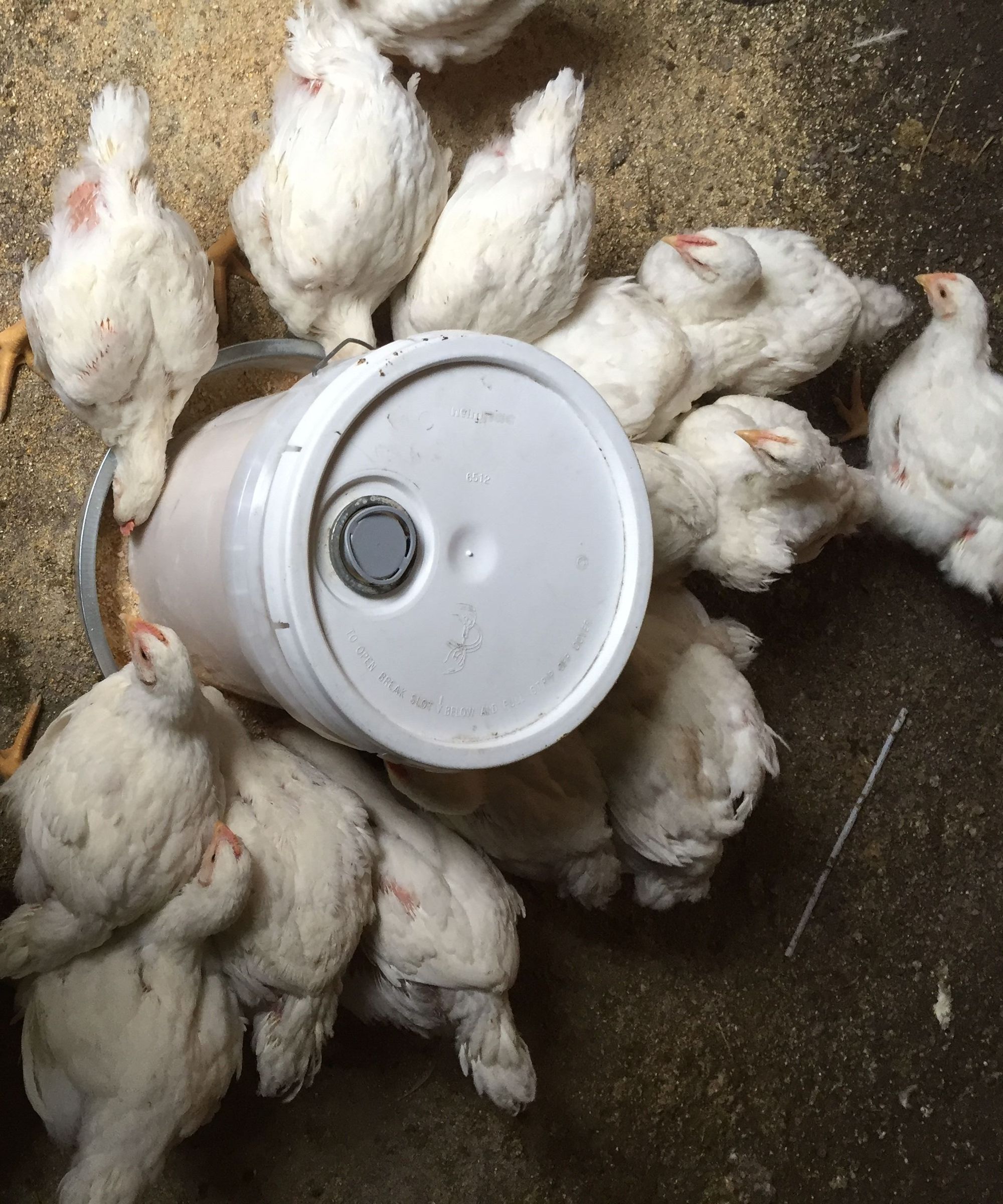 Bucket Chicken Feeder 