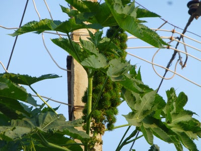 how to make castor oil at home