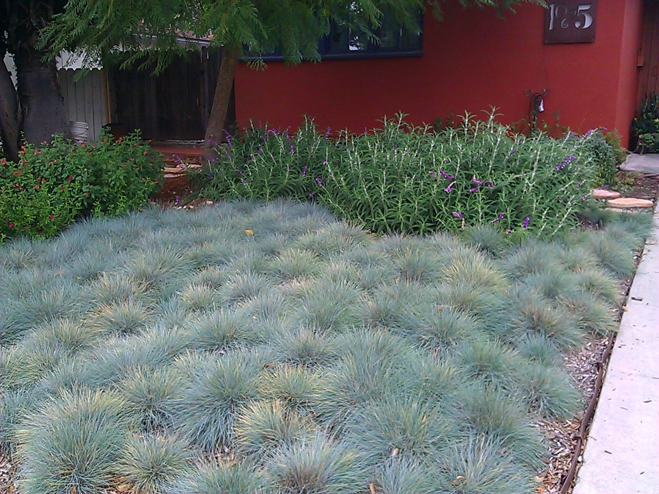 Living With a Mulched Lawn