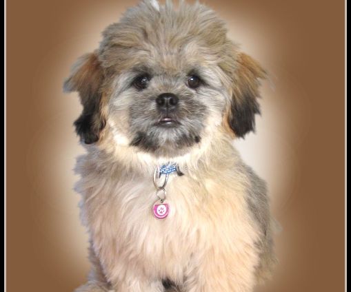 Professional-looking Pet Photographs