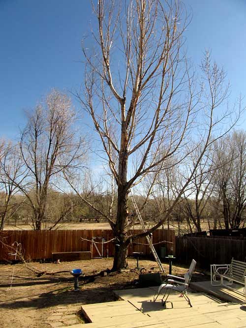 Cutting Down a Tree in Pieces