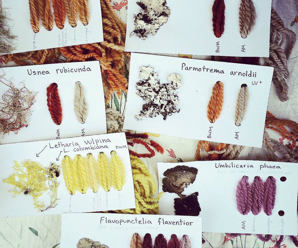 Creating Lichen Dyes ( Letharia vulpina or Wolf Lichen)