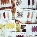 Creating Lichen Dyes ( Letharia vulpina or Wolf Lichen)