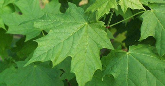 Identify Maple Trees