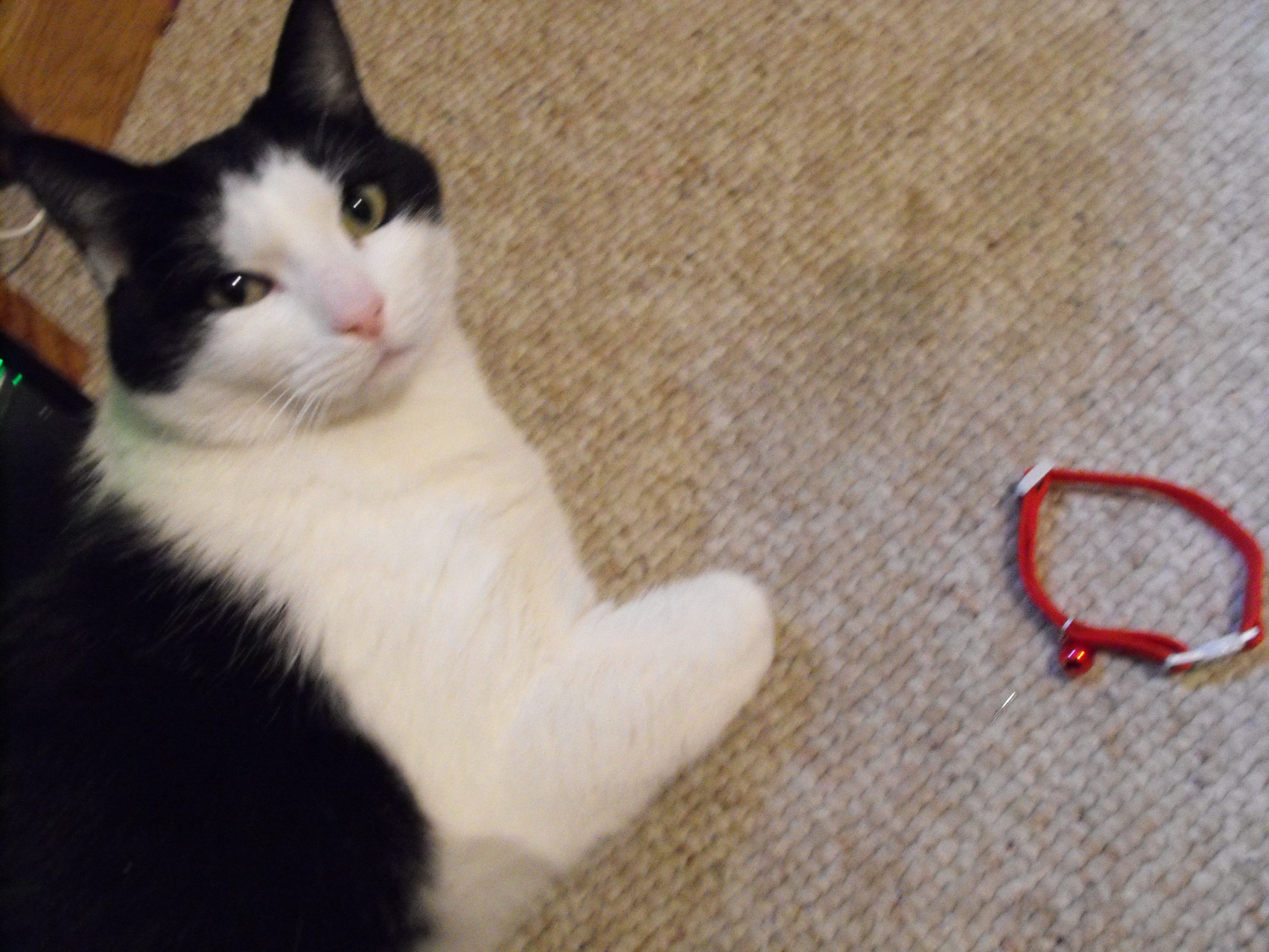 How to Put a Bell on Your Cat. 4 Steps Instructables
