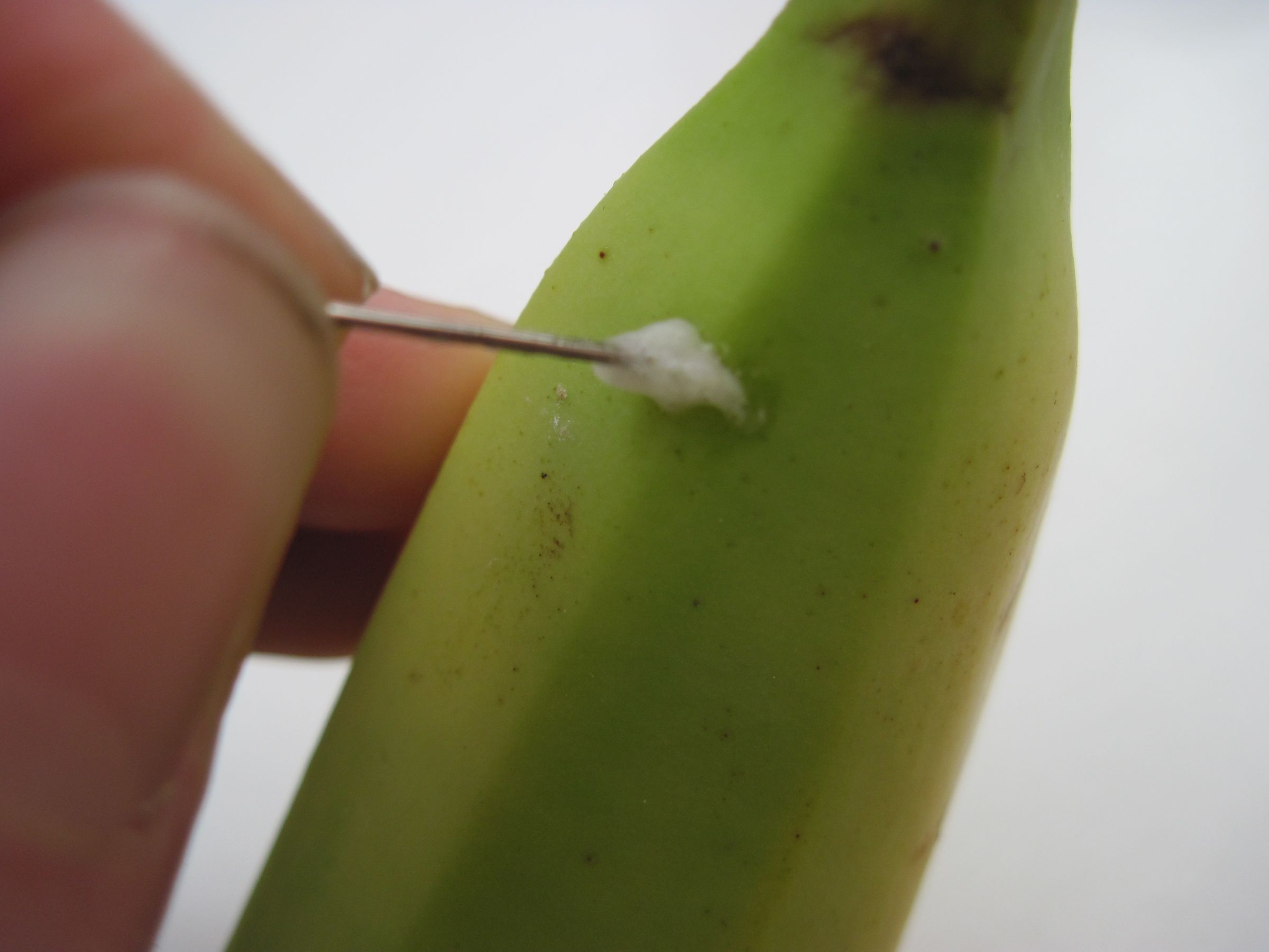 Presliced Banana Prank! 3 Steps (with Pictures) Instructables