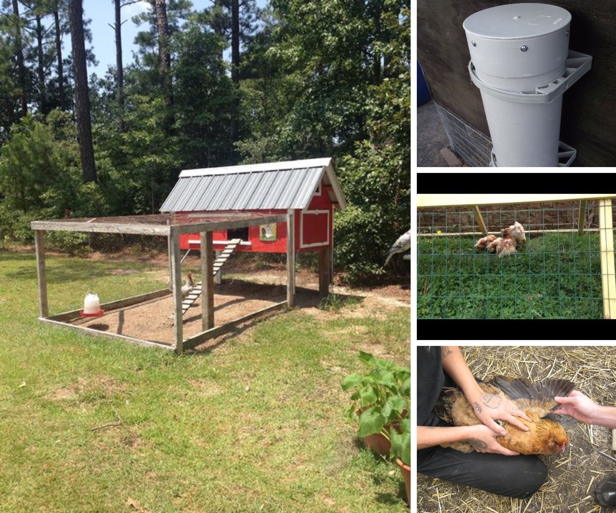 Chickening 