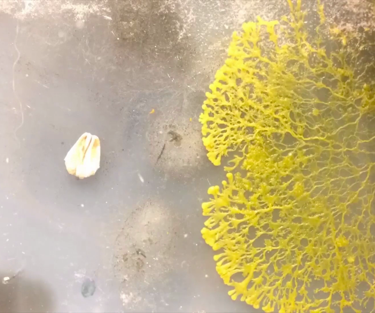 How to Grow SLIME MOLD