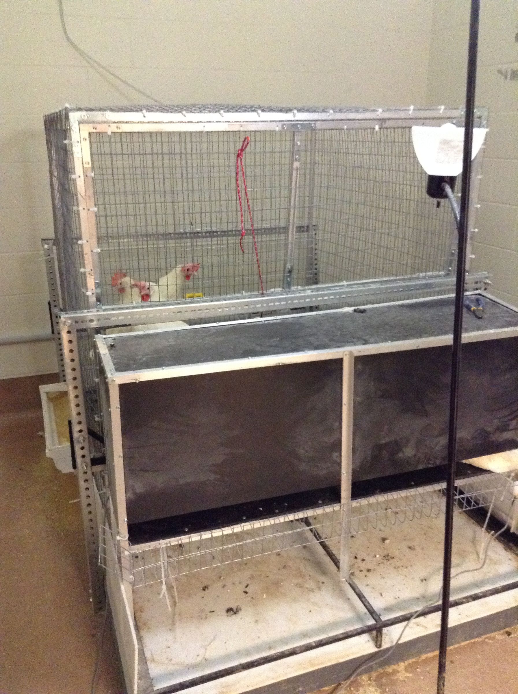 Home Grown Eggs: Building Your Own Chicken Cage