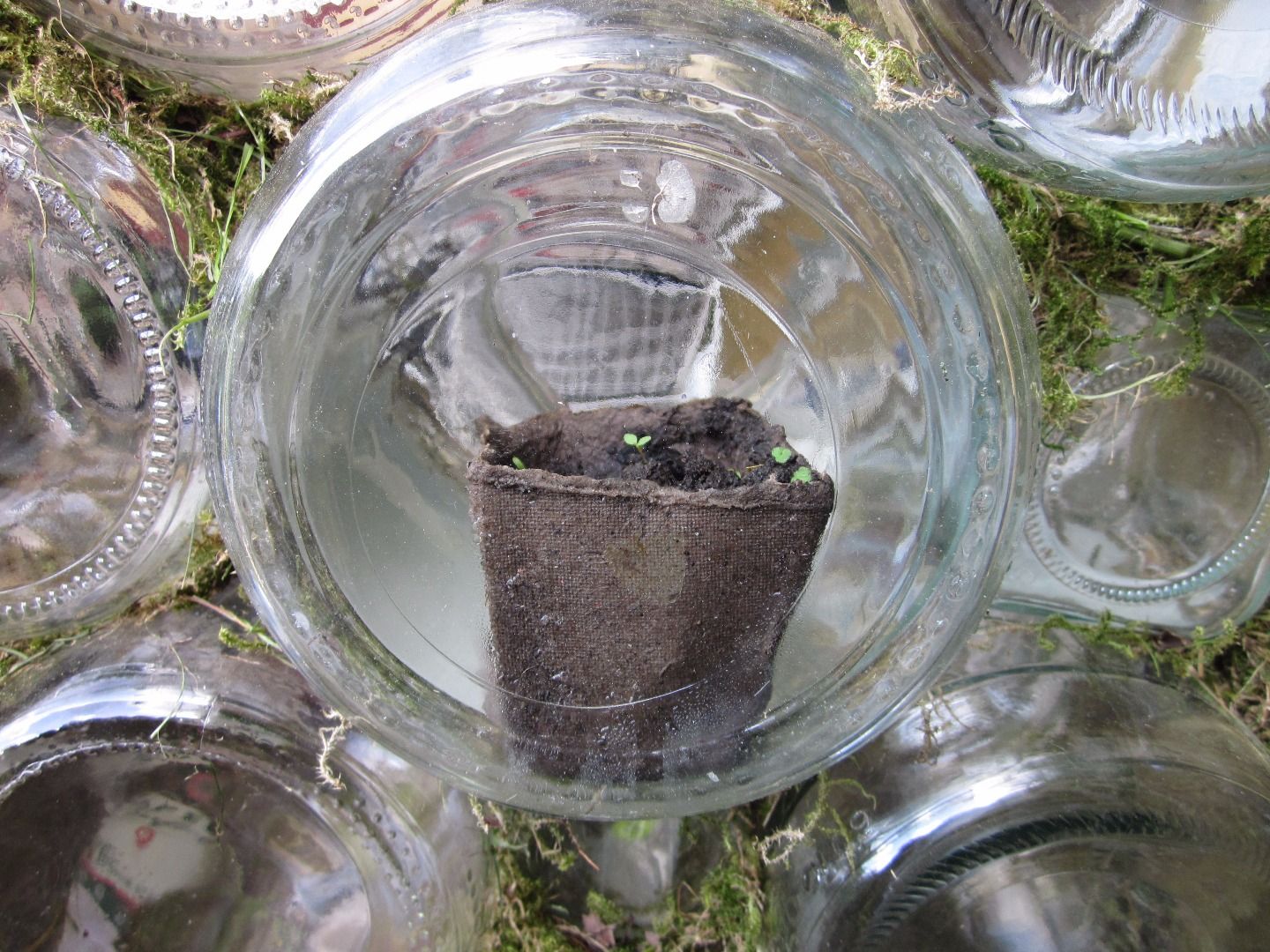 Glass Jar Greenhouse 5 Steps (with Pictures) Instructables