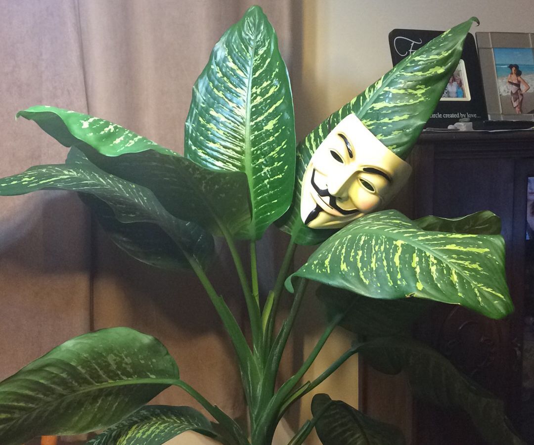 Shortening and Propagating a Huge Dieffenbachia Amoena