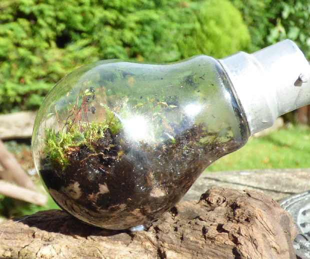 Miniature Terrarium in a Light Bulb