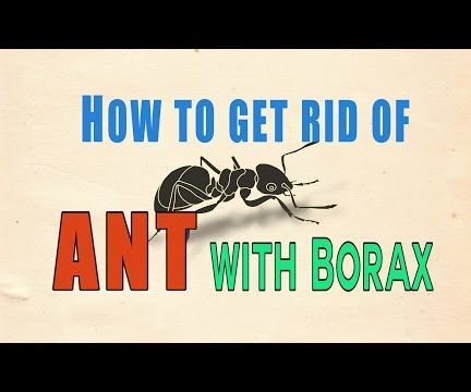 Get Rid of Ant With Borax
