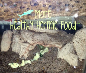 How to Spoil Your Hermit Crabs: Food Edition II