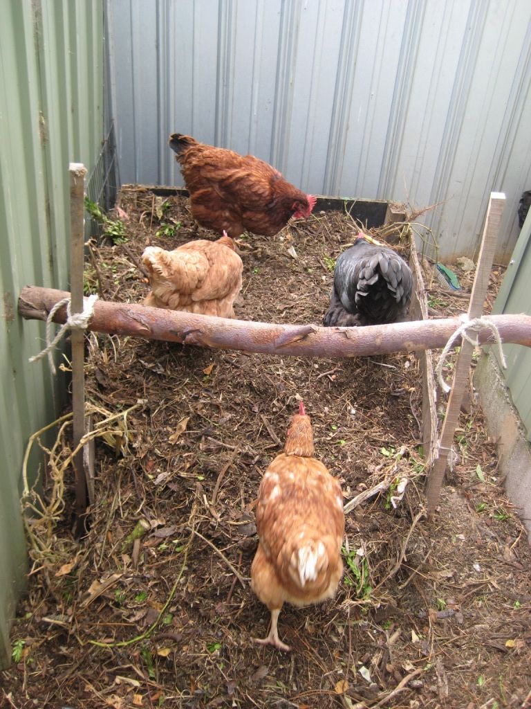 Chook Assisted Compost Heap