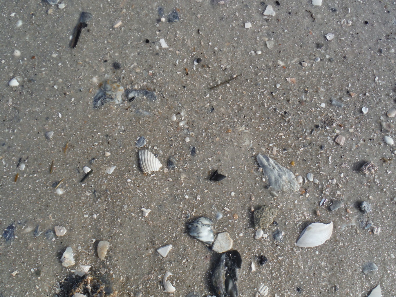 How to Find Shark Teeth : 10 Steps (with Pictures) - Instructables