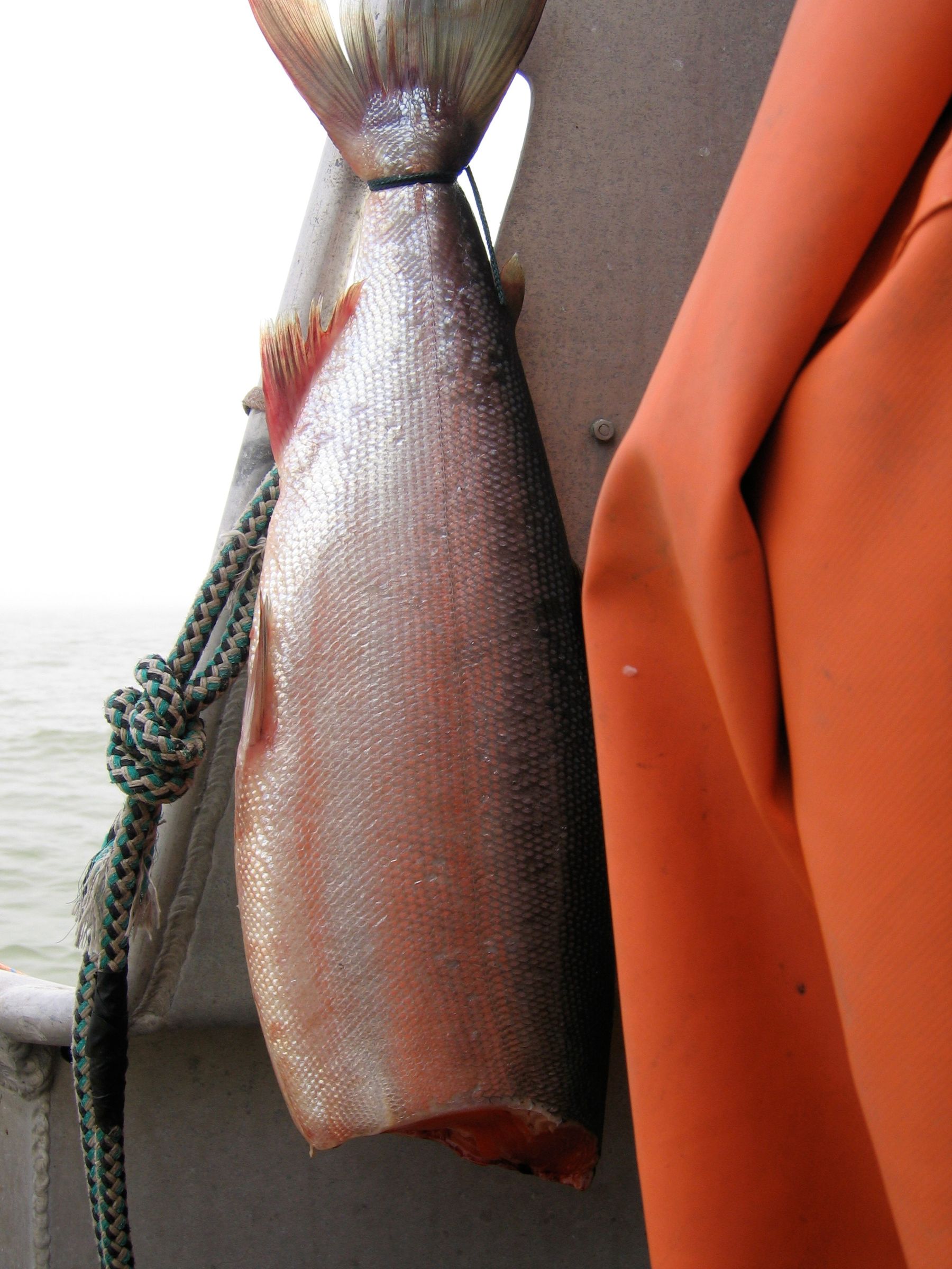 Hanging a fish