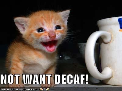 LOLCATS