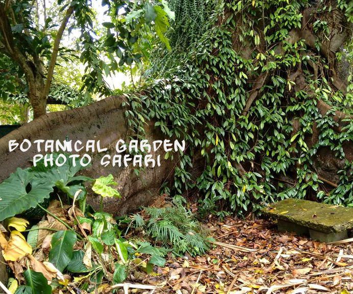 Botanical Garden Photo Safari: Bagging the Best Shots