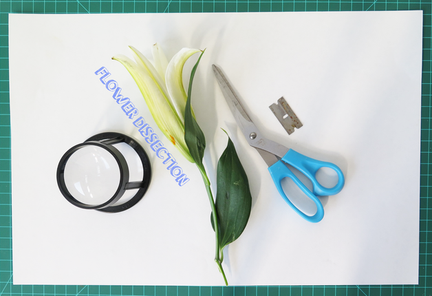 Flower Dissection! : 6 Steps (with Pictures) - Instructables
