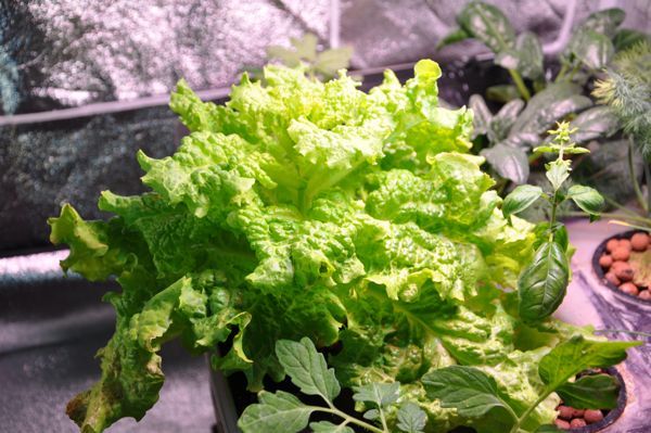 DIY How to Make an Aeroponics 5 Gallon Bucket Hydroponics System