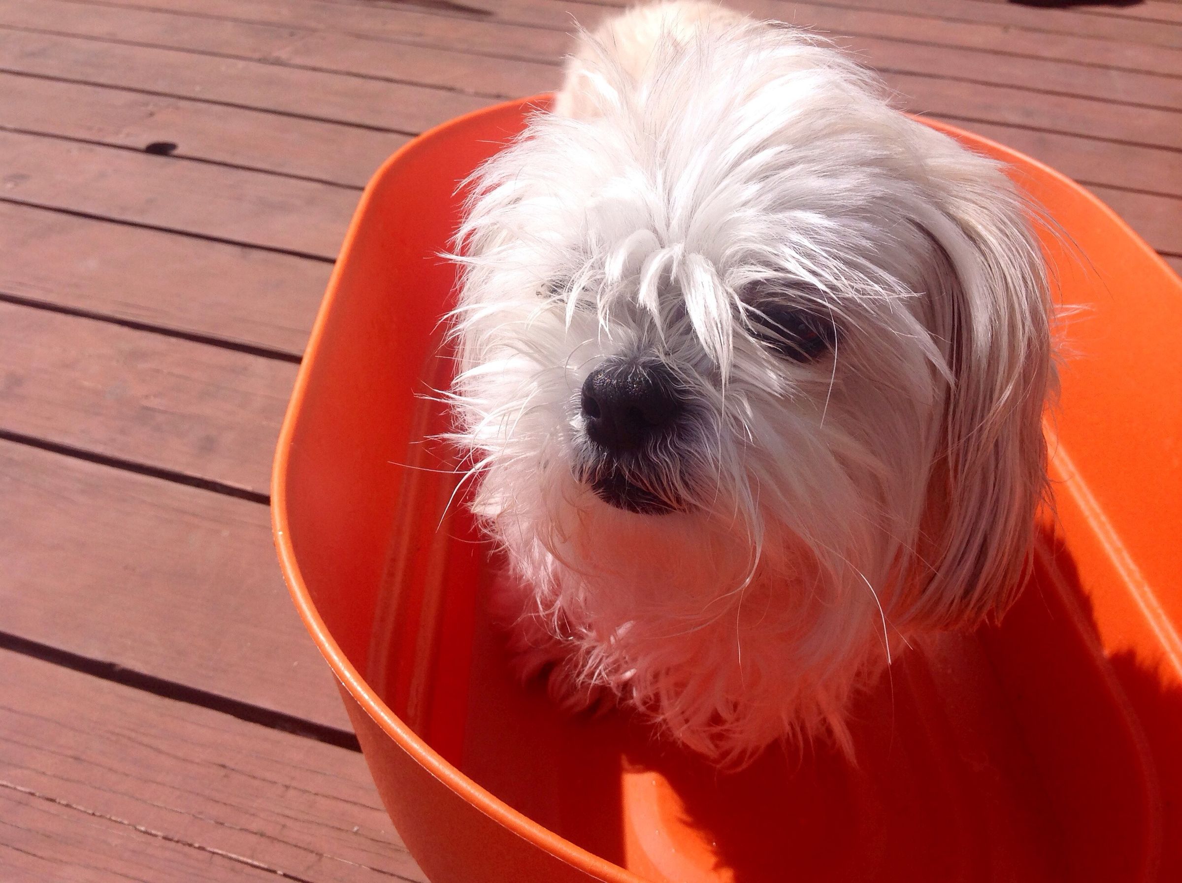 Flea Salt Bath : 3 Steps - Instructables