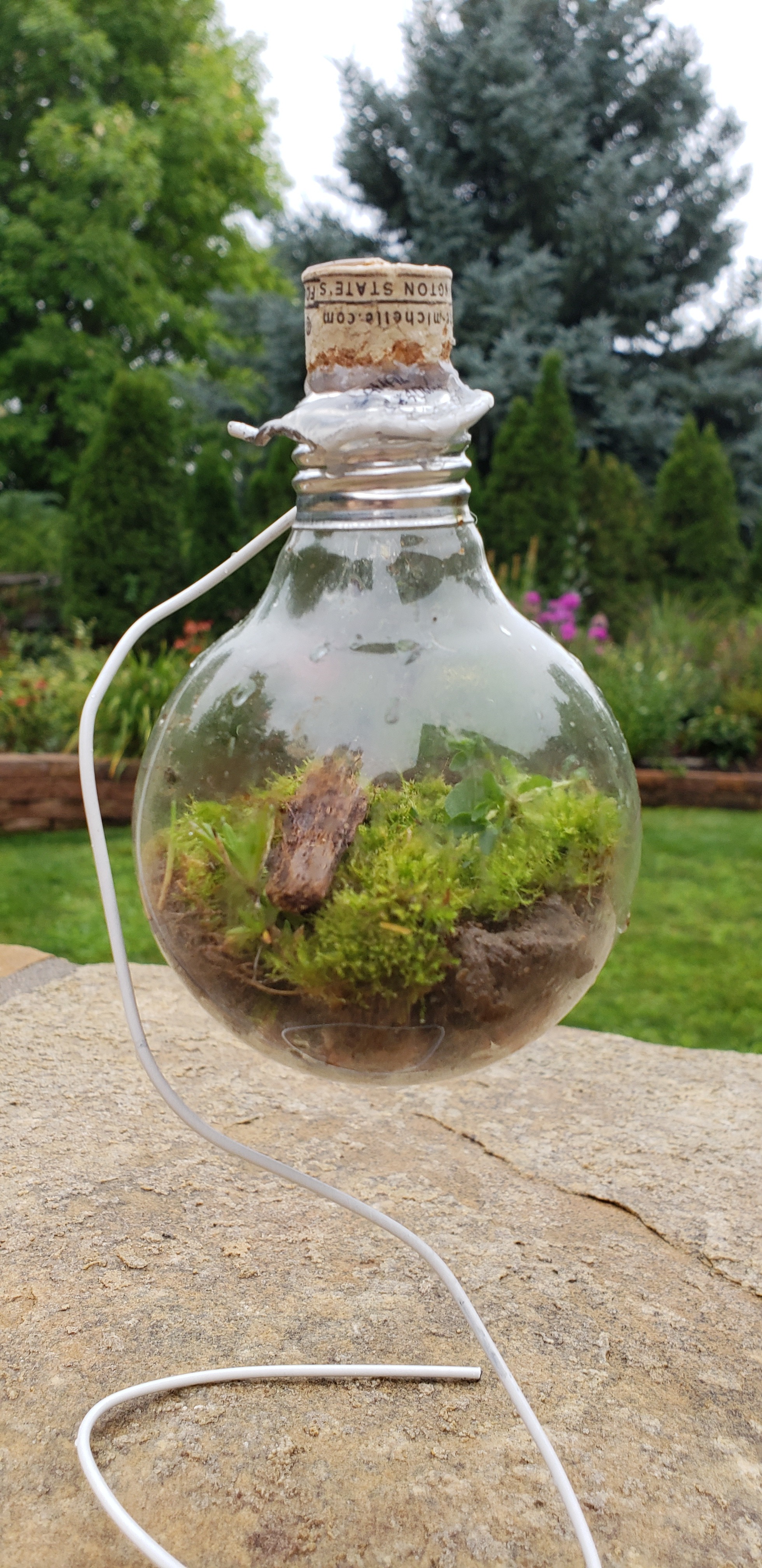 Light Bulb Terrarium 12 Steps (with Pictures) Instructables