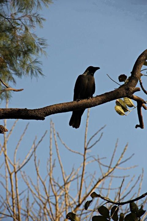 Crow