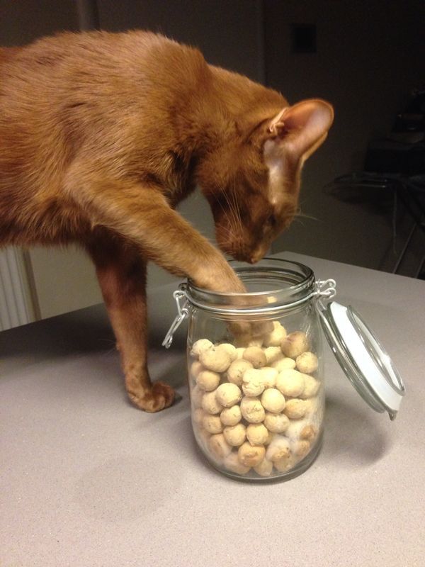 Tuna Cookies for Cats