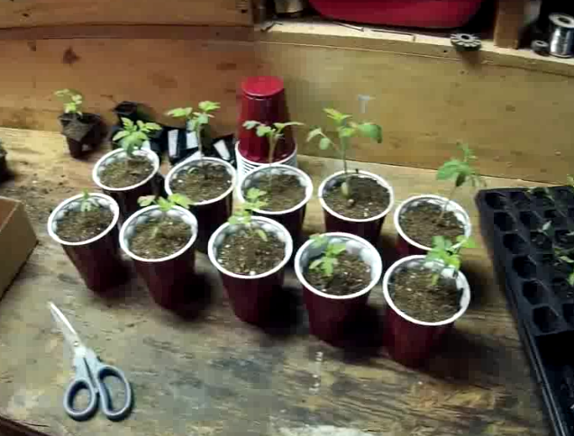 Transplanting tomatoes
