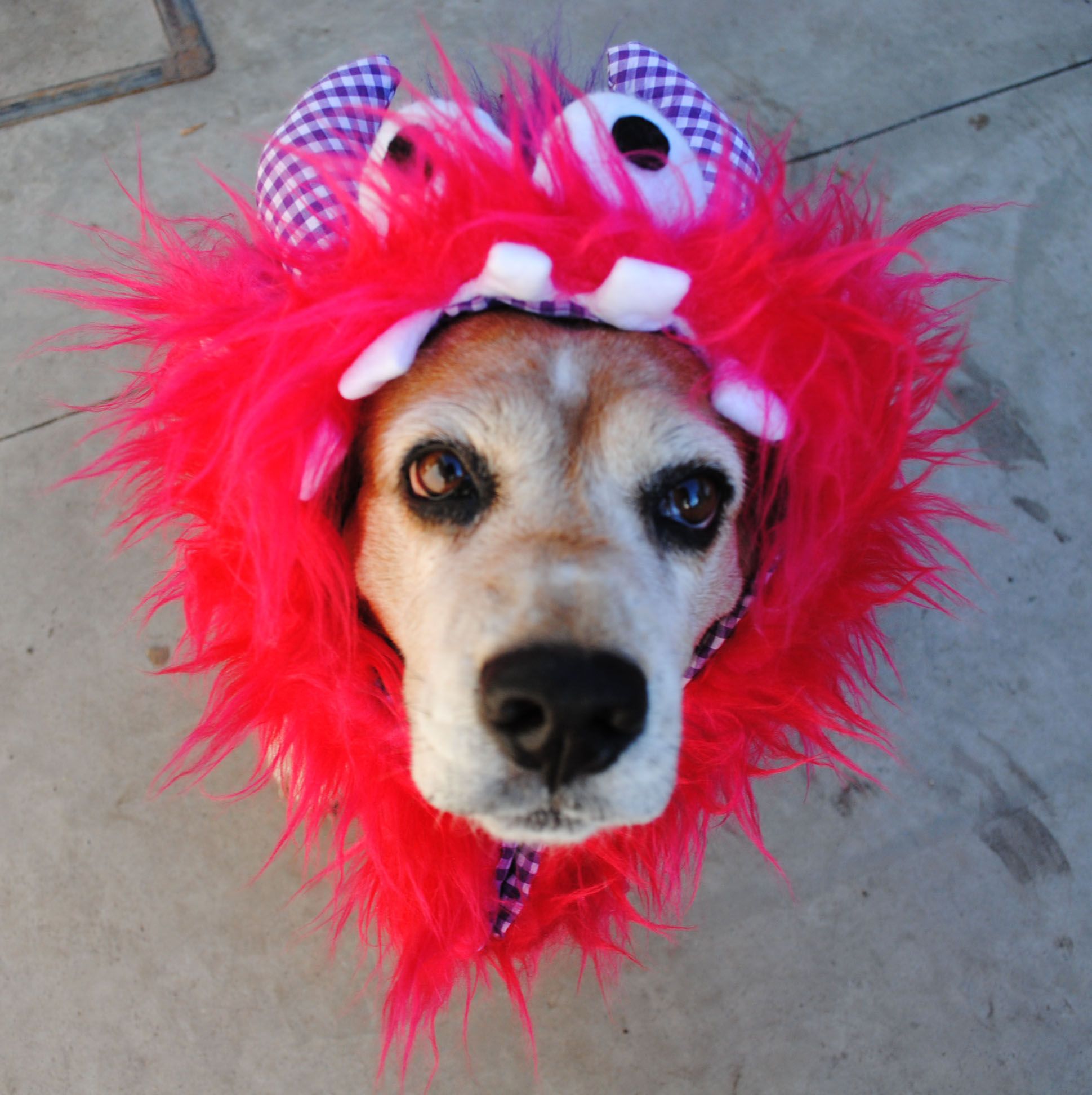 Monsters HOW TO MAKE DOG COSTUME 5 Steps (with Pictures