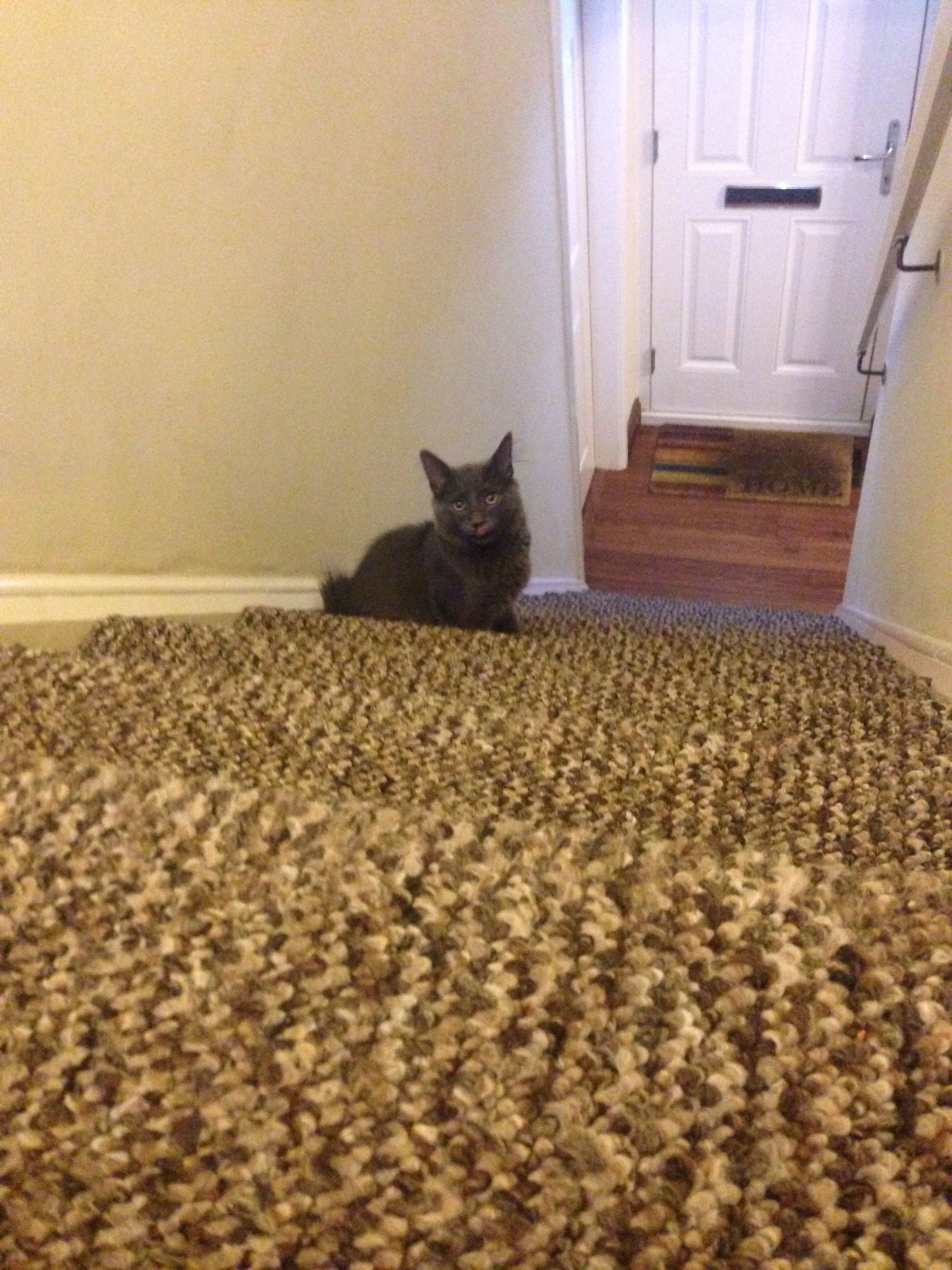 How to Make a Diy Cat Toy!