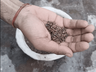 Planting the Pulp to Grow a Living Plant