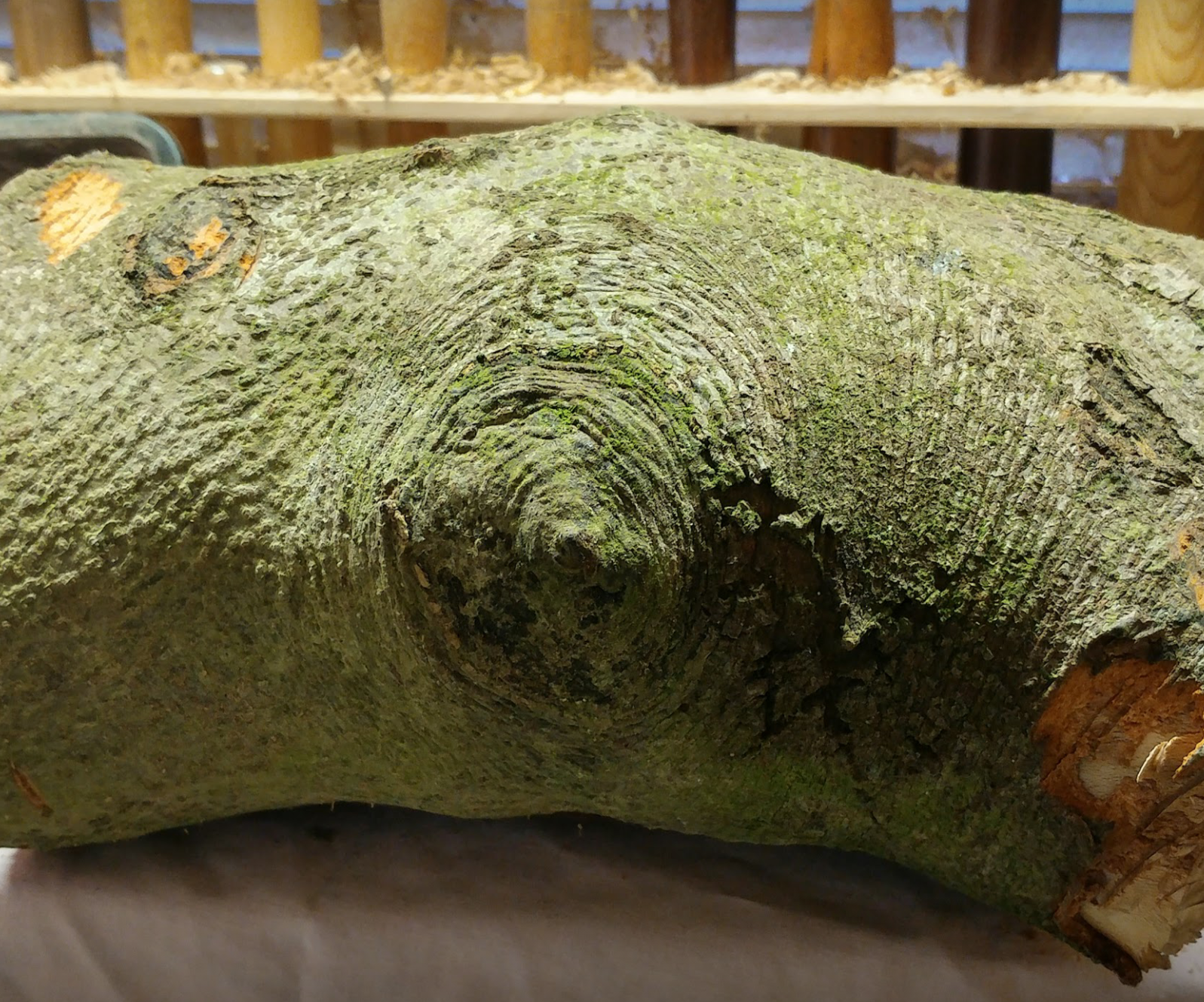 Beech Log Transformed Into a Natural Edge Candle Holder by AMC77