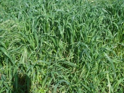 Make Horn From a Grass