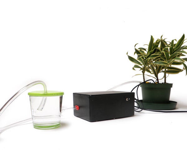 Self-Watering Plant