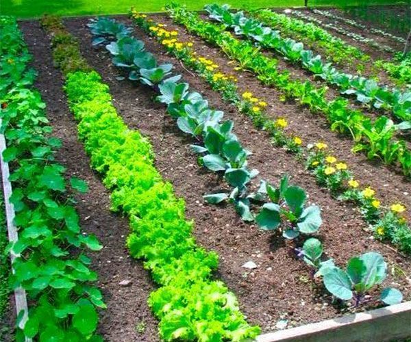 How to Start a Garden