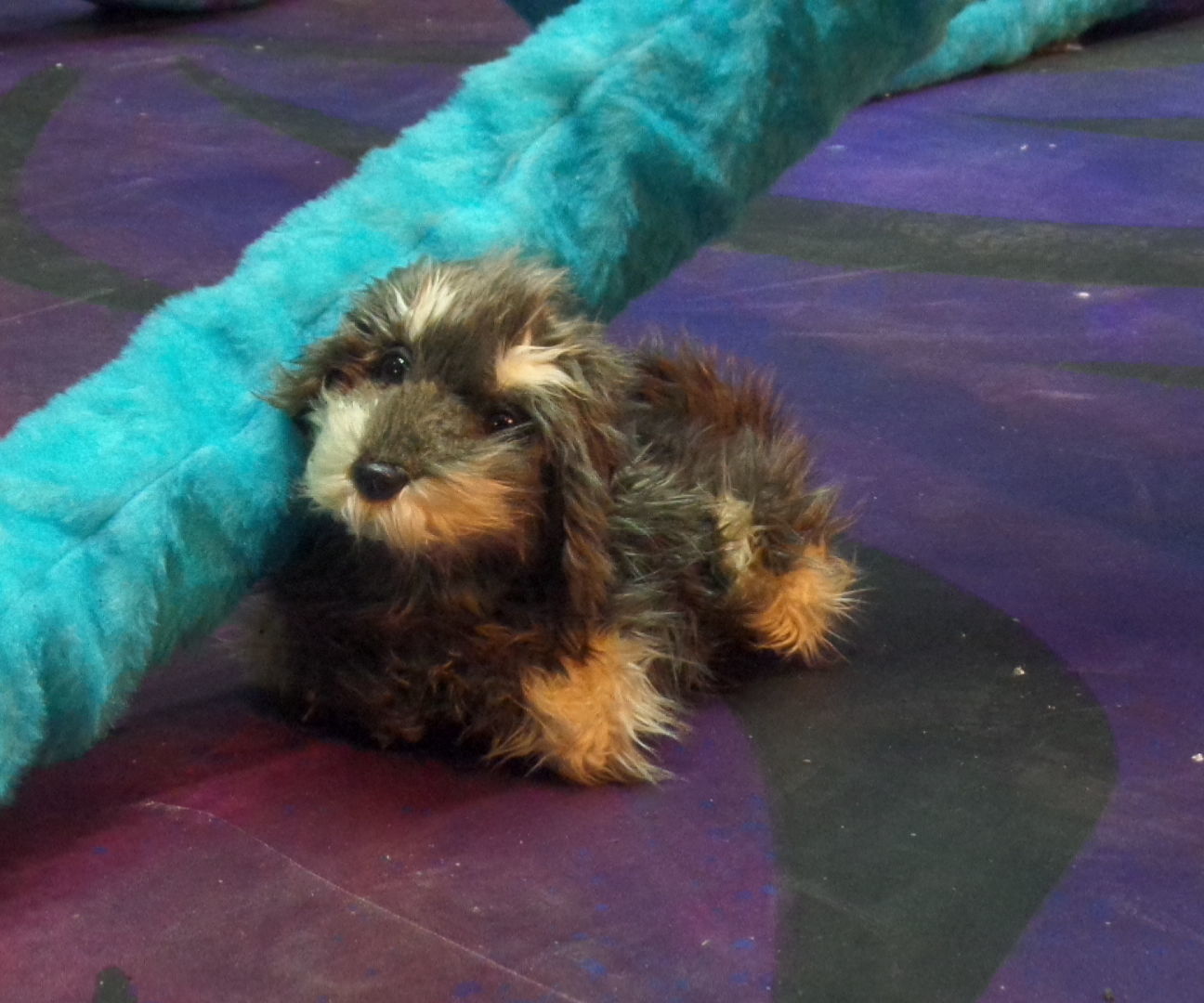 Toto, the Remote Controlled Dog