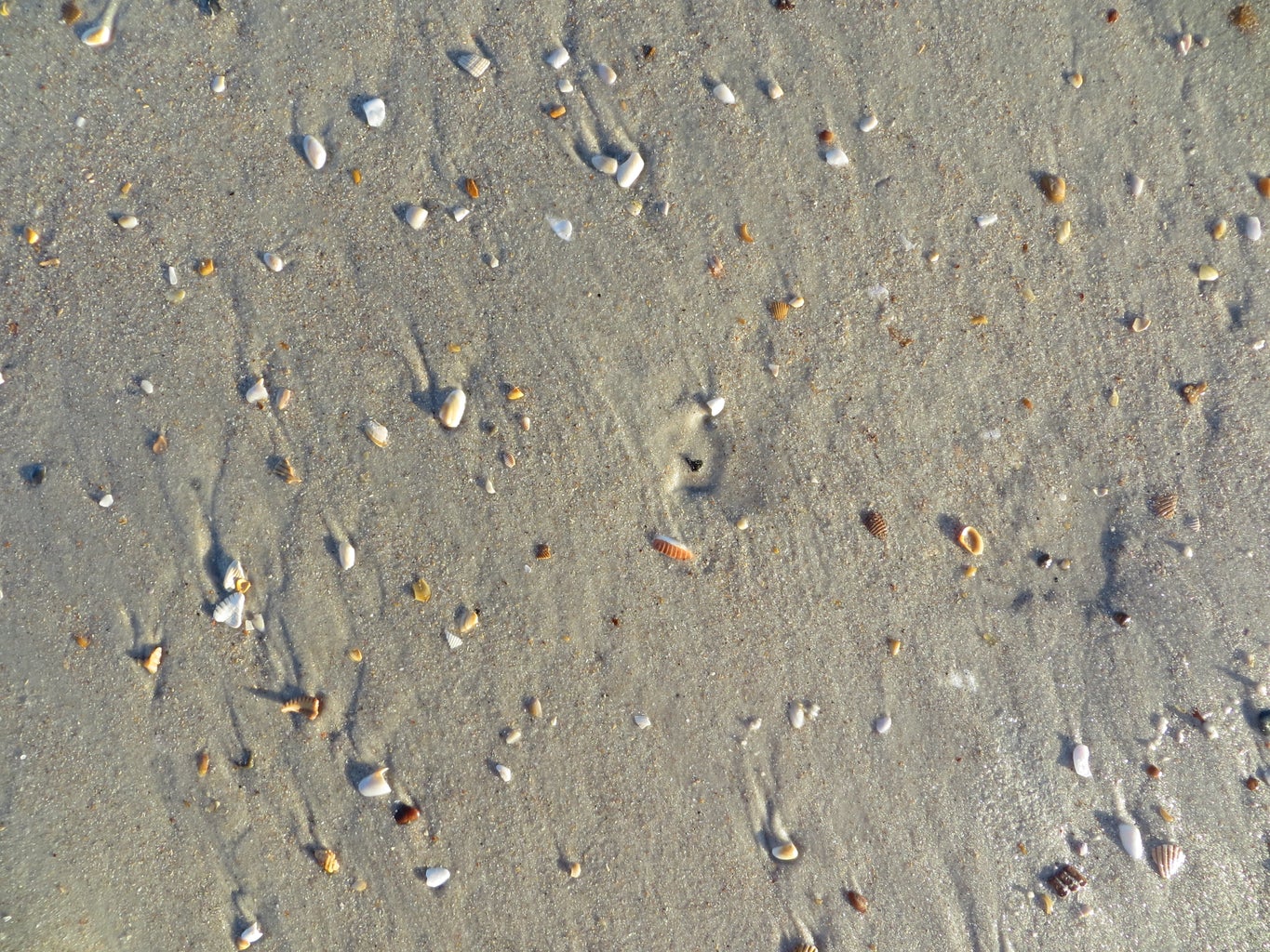 How to Find Shark Teeth : 10 Steps (with Pictures) - Instructables