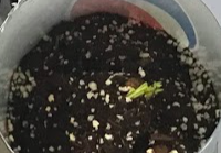 Plant in Soil