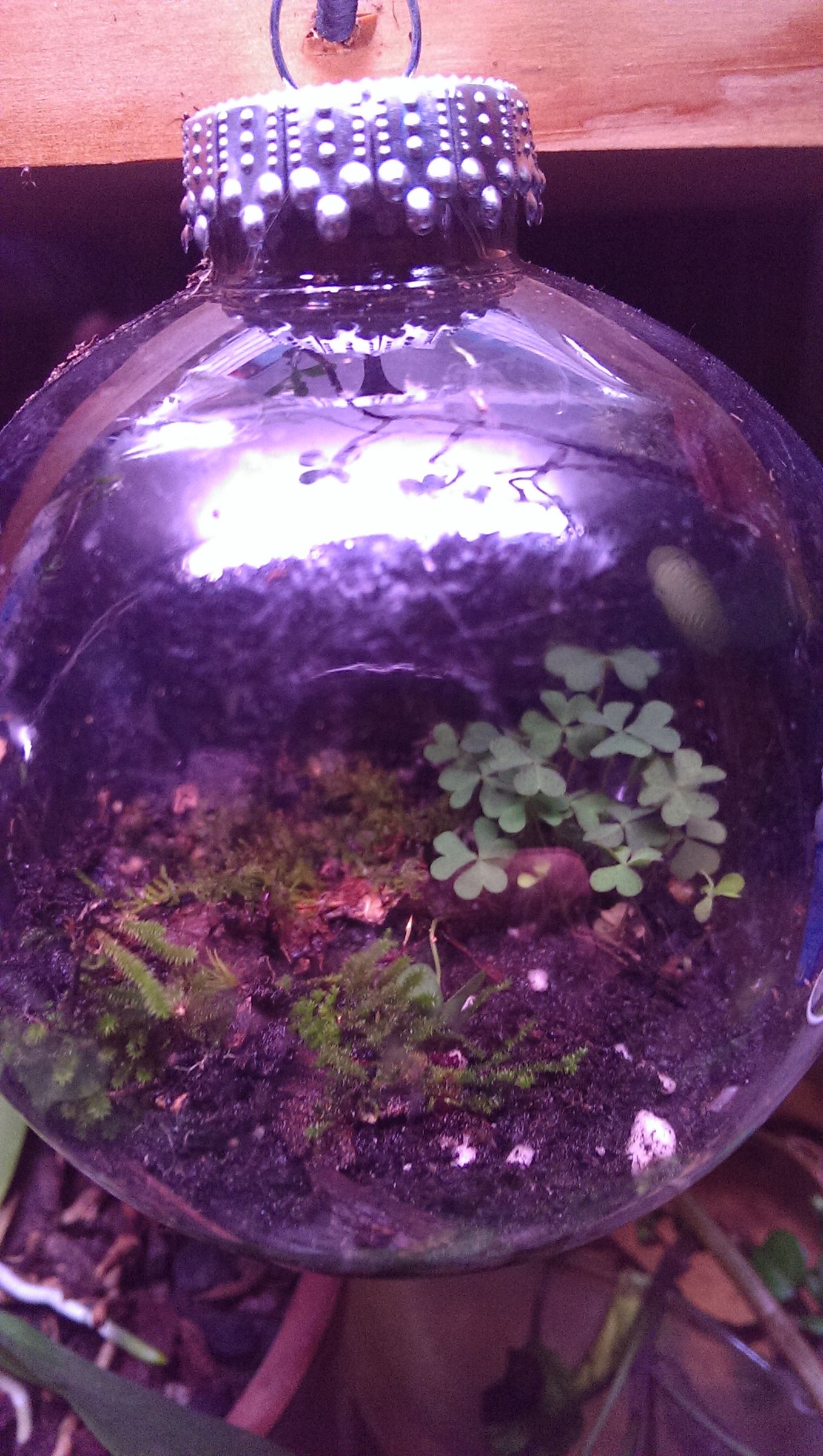 Mini Terrariums 5 Steps (with Pictures) Instructables