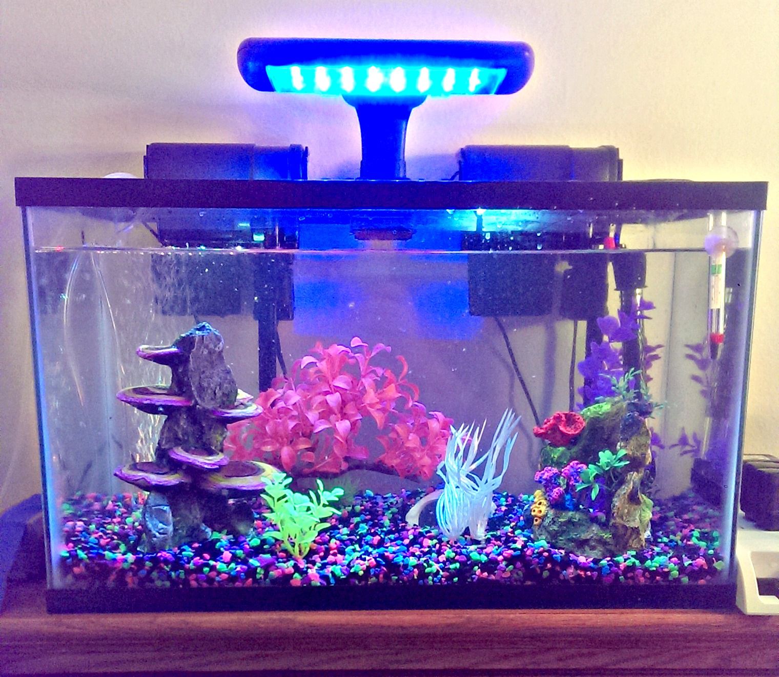 Setting Up a Fish Tank 9 Steps (with Pictures) Instructables
