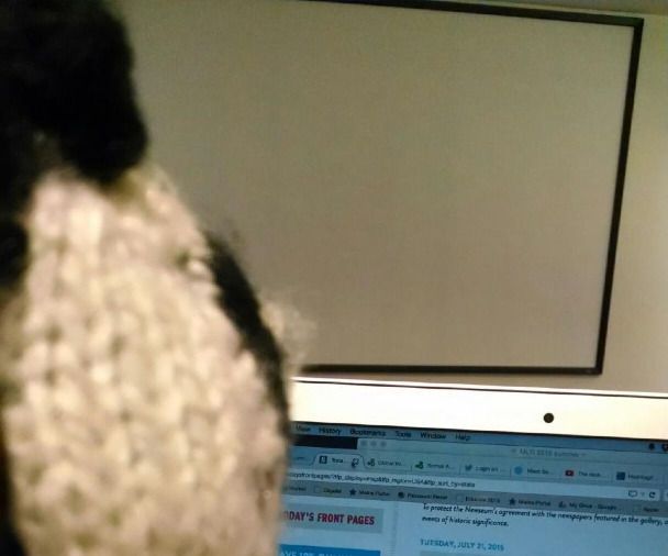 Troubleshooting the Need for Stuffie Study Breaks 